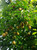 Wild Nutmeg on the island of Kauai