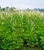 Maus' Black Cohosh garden. 
We call it Wild Crafted because it is maintained on the North side of our property by watering when necessary. No pesticides are used and plants basically maintain themselves.
