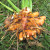 Turmeric Root Chopped