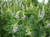 Goats Rue Tincture