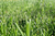Maus' rosemary plants