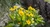 Arnica Flowers