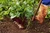 Step 3: We manual harvest our beets and do not use machines to do our work for us. This ensures that we do not have any bye products from machinery like fuel or grease.