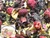 Raspberry Rose & Hibiscus Herbal Tea Blended