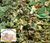 Stress Zapper Herbal Tea Blended