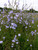 Maus' field of Chicory Plants