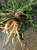 Dandelion Root
