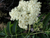 Elder Flowers