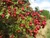 Hawthorn Leaf and Flower