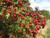 Hawthorn tree on our farm