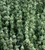 Horehound