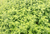 Maus' Lemon Balm Garden