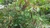 Wild Pokeweed, 3 year plant