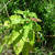 Wild Pokeweed, 1 year plant