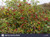 Wild Rose Hips