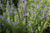 Skullcap