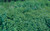 Spearmint Leaf