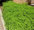 Spearmint Leaf