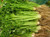 Celery Seed