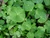 Gotu Kola Herb