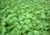 Gotu Kola Herb