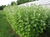 Maus' Marshmallow plants