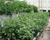 Ashwagandha Root