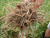 Roots of Harvested Rhodiolia