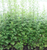 Maus' Mugwort Plants
