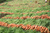 Carrot Powder