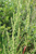 Wild Yellow Dock Root growing in fields in Elbe, Washington along the Nisqually River.