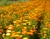Calendula Powder