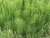 Horsetail / Shavegrass