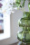 Ashley Renethorne Green Vase