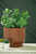 Ashley Avalyah Burnt Umber Vase (Set of 2) A2900023