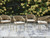 Ashley Ocean Park Beige Outdoor Arm Chair with Cushion (Set of 4)