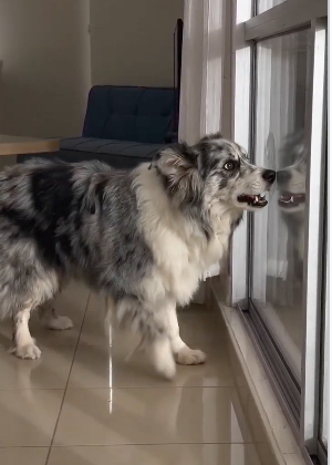 Dog Barking