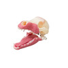 Norman – Multi-Procedure Canine Dental Model Norman – Multi-Procedure Canine Dental Model