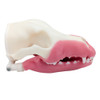 Norah – MODULAR – Multi-Procedure Canine Dental Model