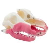 Norah – MODULAR – Multi-Procedure Canine Dental Model