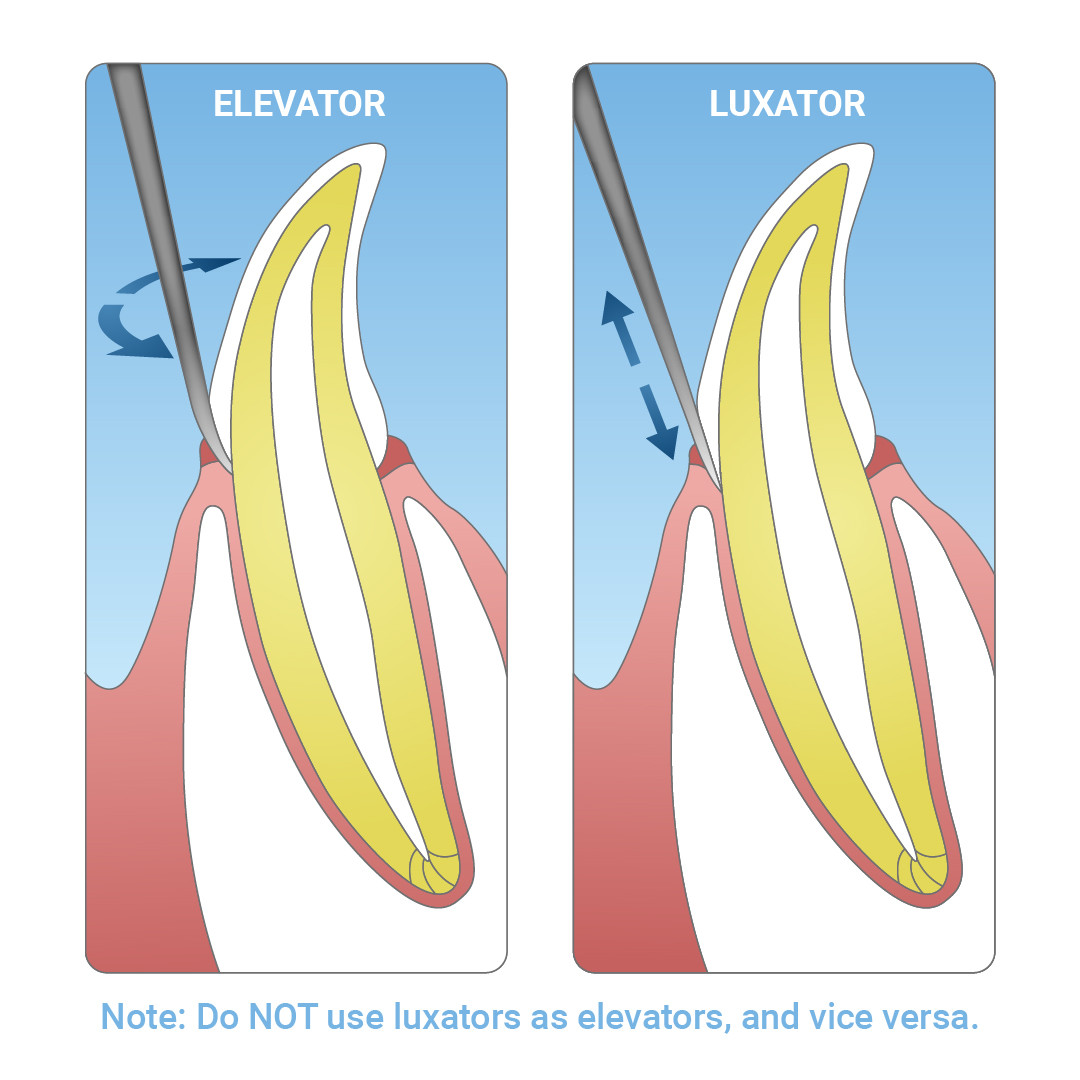 Curved Deciduous Elevators - Medium