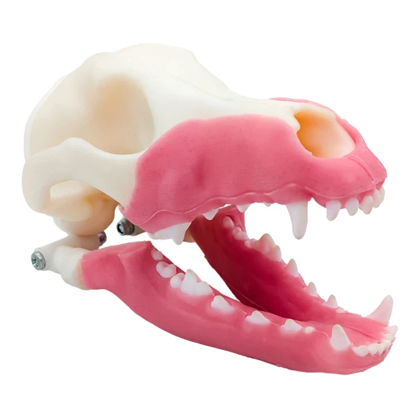 Norah – MODULAR – Multi-Procedure Canine Dental Model