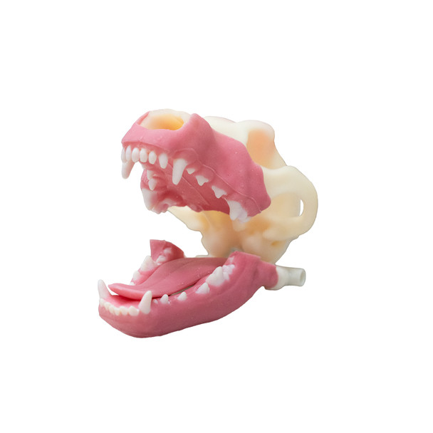 Norman – Multi-Procedure Canine Dental Model Norman – Multi-Procedure Canine Dental Model