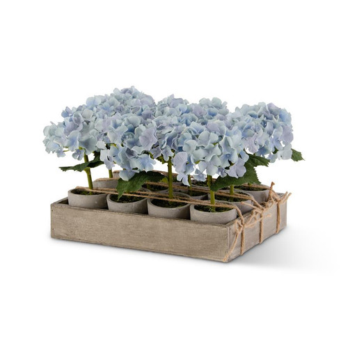 Hydrangea, Potted Blue Hydrangea