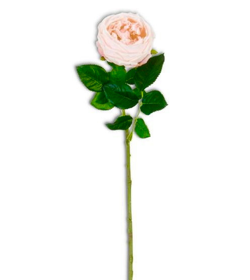 Stem, Austin Rose Peach, Real Touch 24"