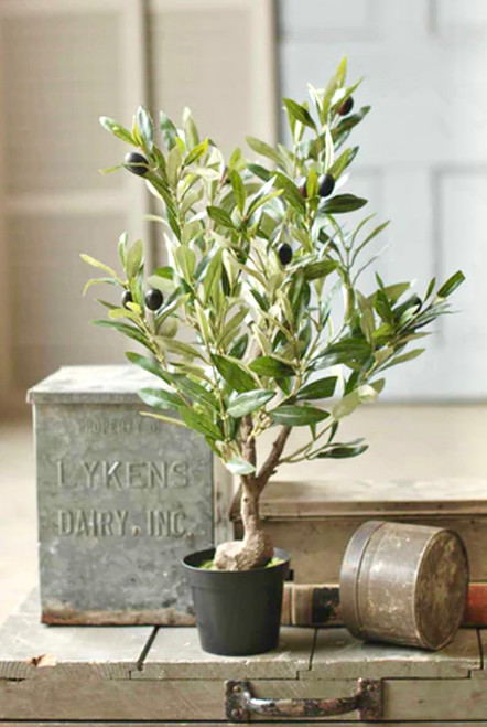 Olive Tree In Pot 26"