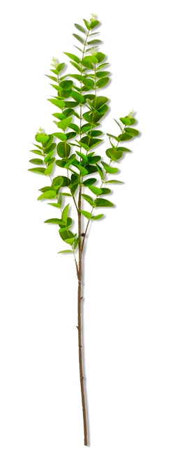 Stem, Dark Green Gunni Eucalyptus 38"