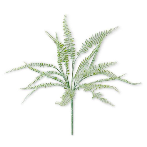 Bush, Powdered Fern 20"