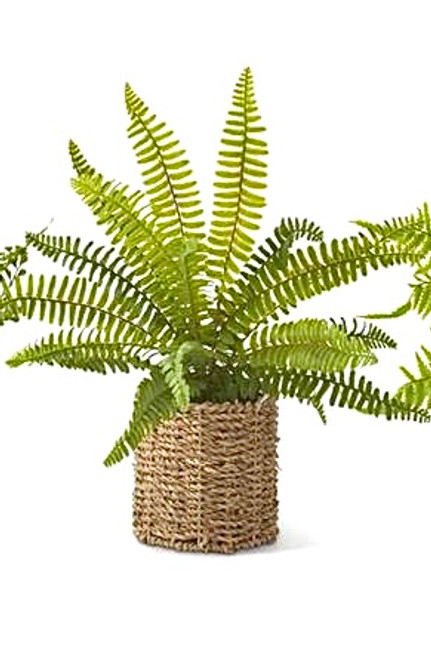 Fern, Fishbone Fern In Woven Basket