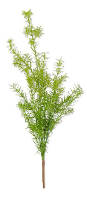 Bush, Asparagus Fern, 27" Bush, Asparagus Fern, 27"